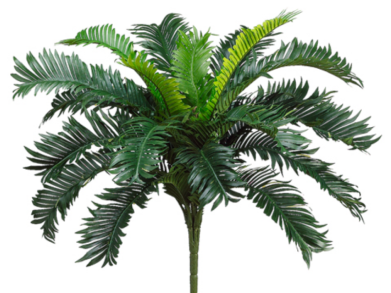 22" Cycas Palm Bush X20 - Palm Trees (800x800), Png Download