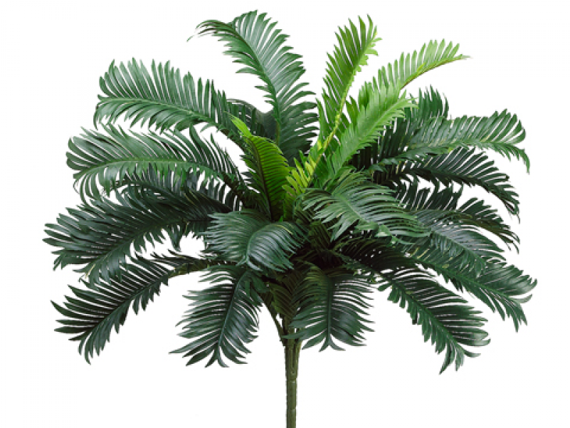 22" Cycas Palm Bush X25 - Attalea Speciosa (800x800), Png Download