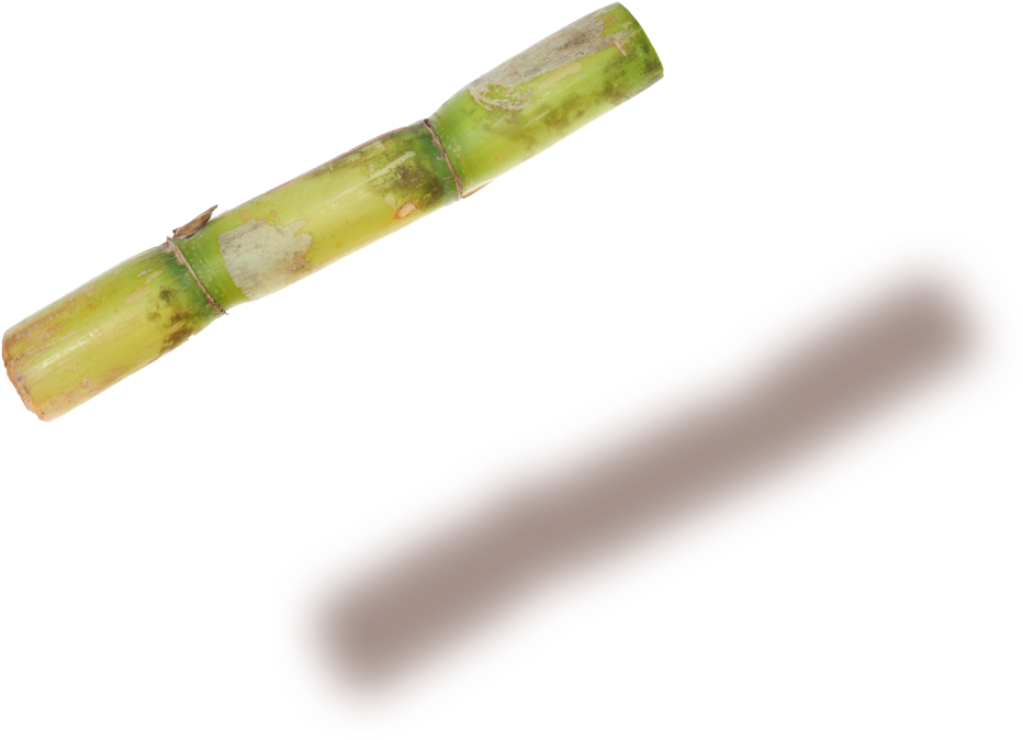 Sugarcane Copy - Sugarcane (1000x722), Png Download