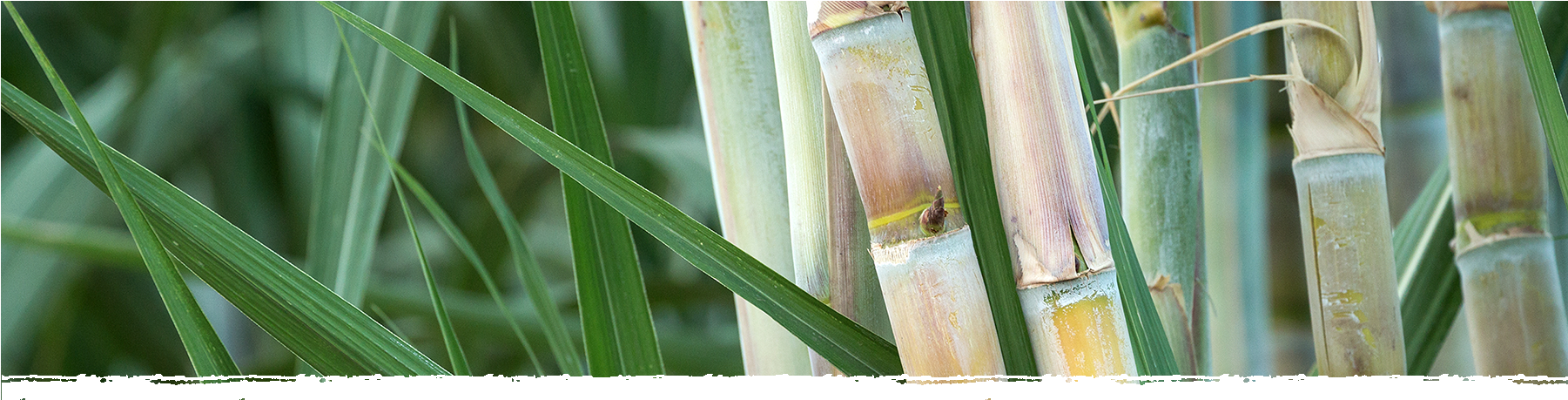 Cad Web Sugarcane 1800×600 - Sugarcane Meaning In Hindi (1800x600), Png Download