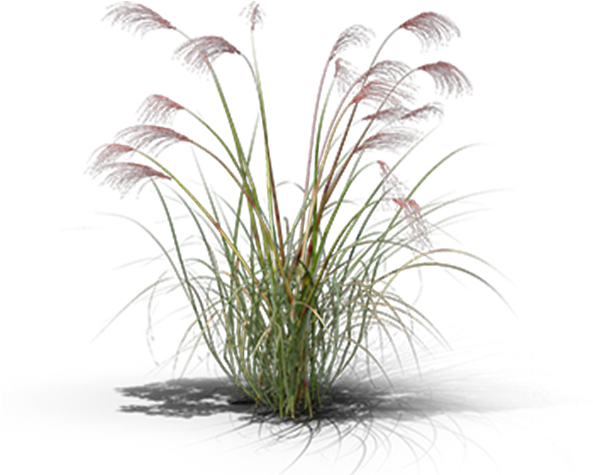 View In My Picture - Sweet Grass (600x600), Png Download