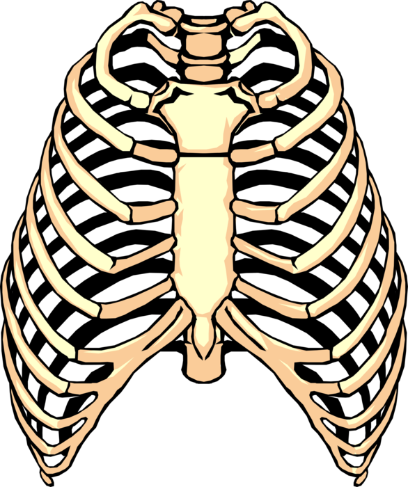Vector Illustration Of Human Rib Cage - Rib Clipart Png (586x700), Png Download