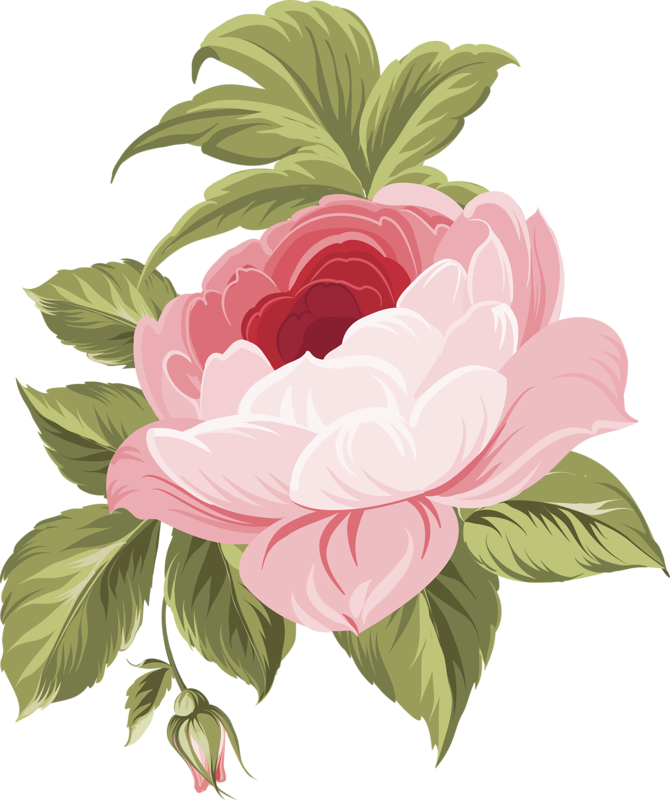 Фото, Автор Olga - White Flowers Png Transparent (670x800), Png Download