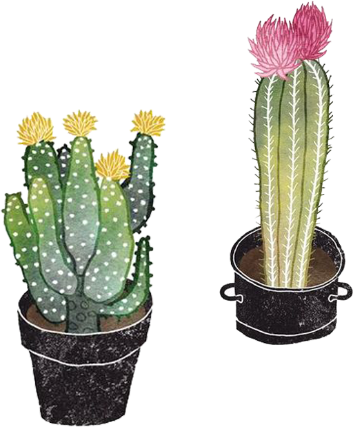 Opuntioideae Succulent Plant Illustration - Cactus Illustration Png (1000x1000), Png Download
