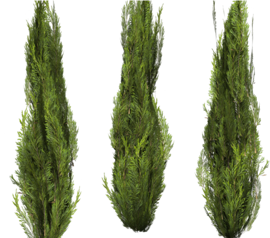 Shrub Clipart Plantas - Photoshop Evergreens (640x480), Png Download