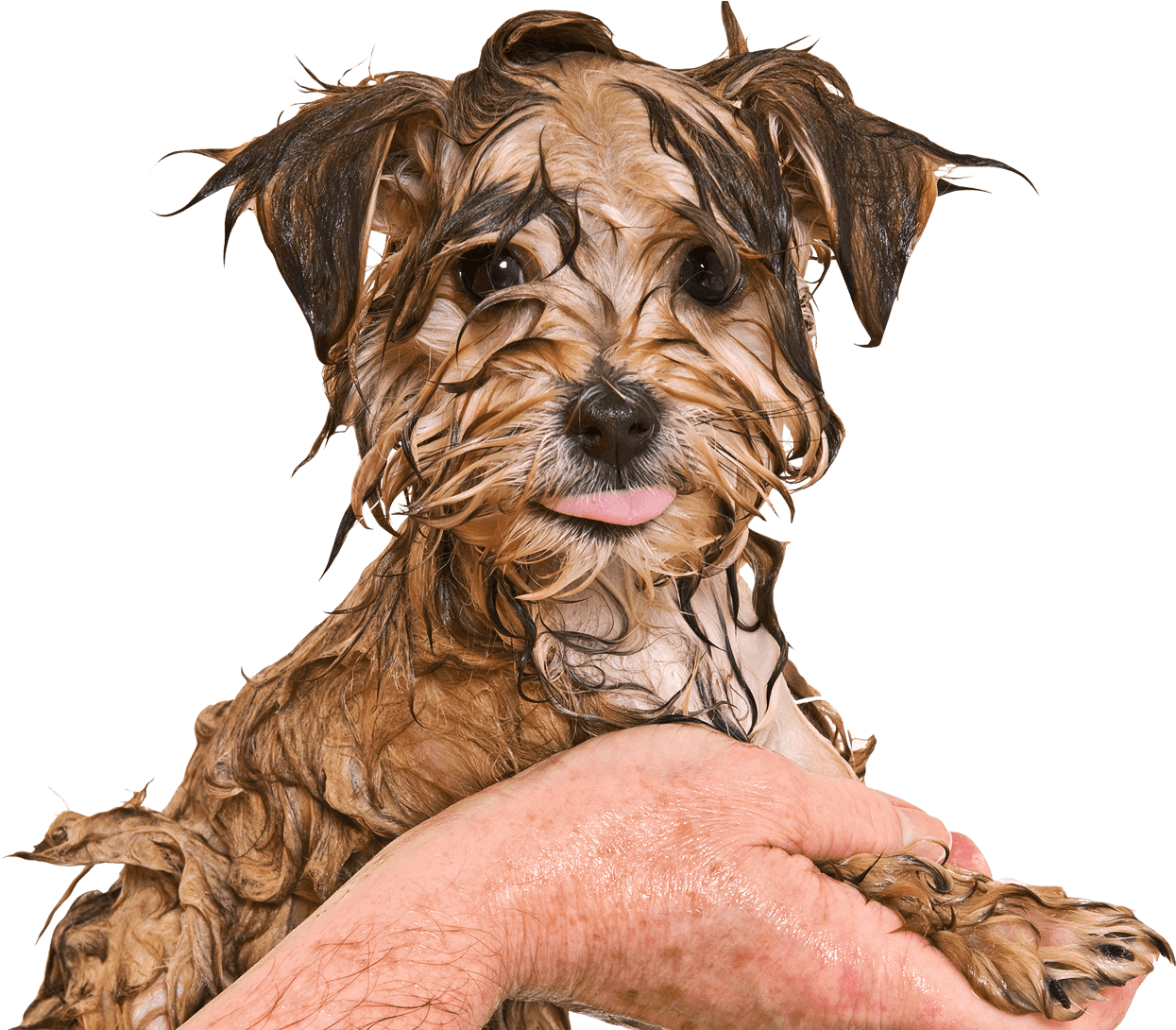 Maltese Yorkie Mix (1590x1412), Png Download
