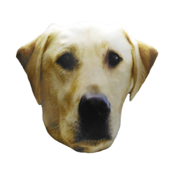 Almofada Cabeça Cachorro "labrador Retriever" - Labrador Retriever (600x800), Png Download