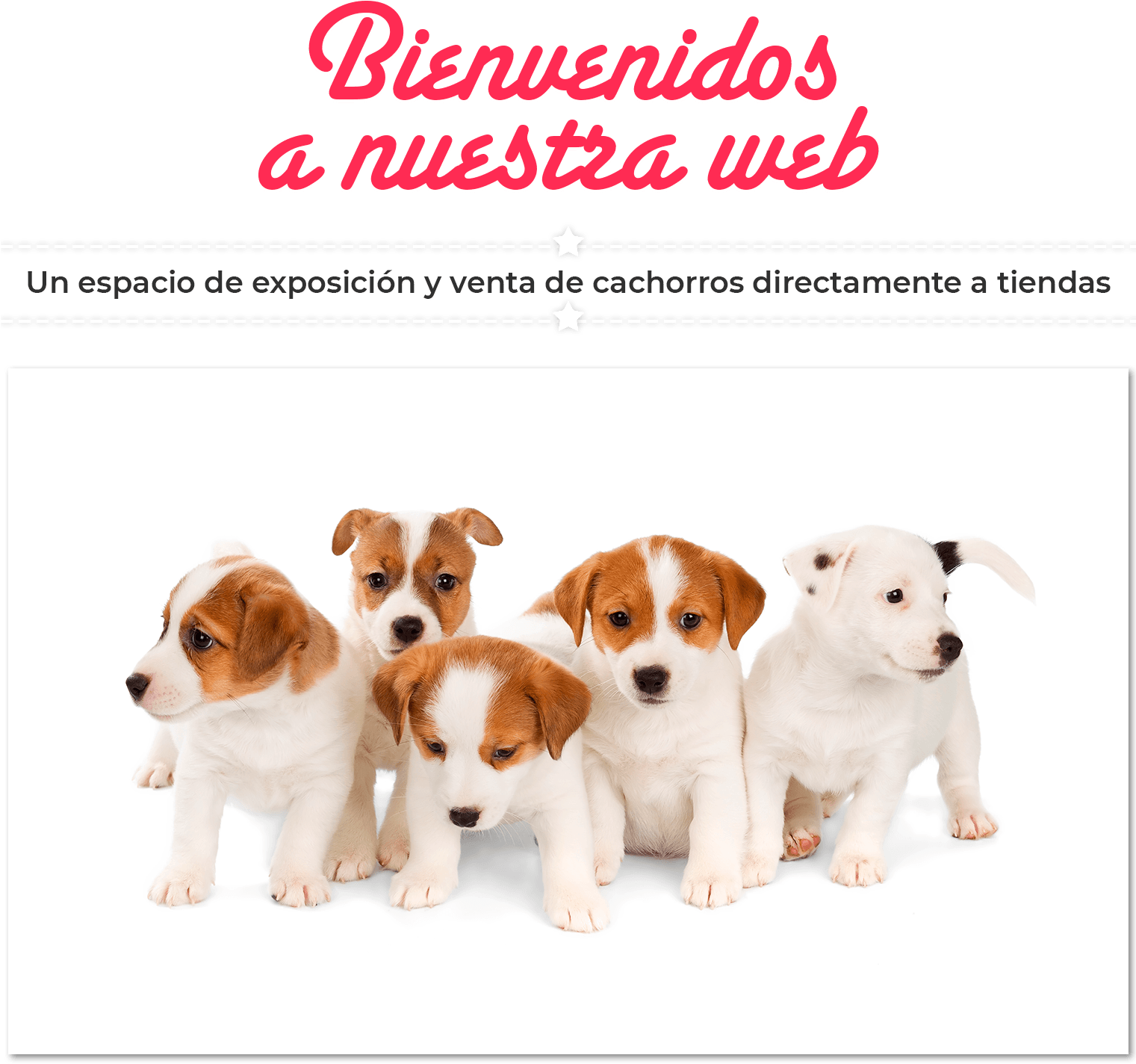 Imagen De Bienvenida A La Web De Dismucan - Jack Russell Terrier (1520x1520), Png Download