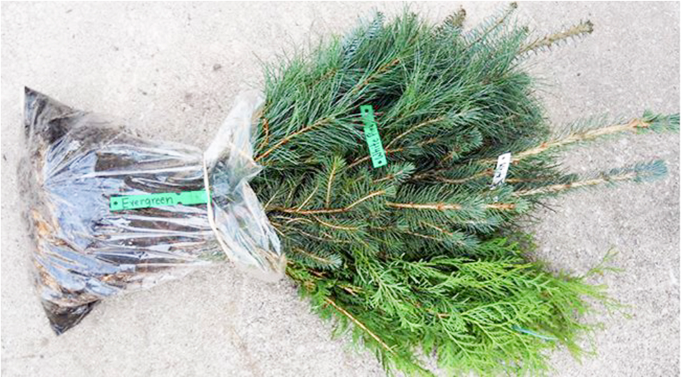 Mexican Pinyon (1251x551), Png Download