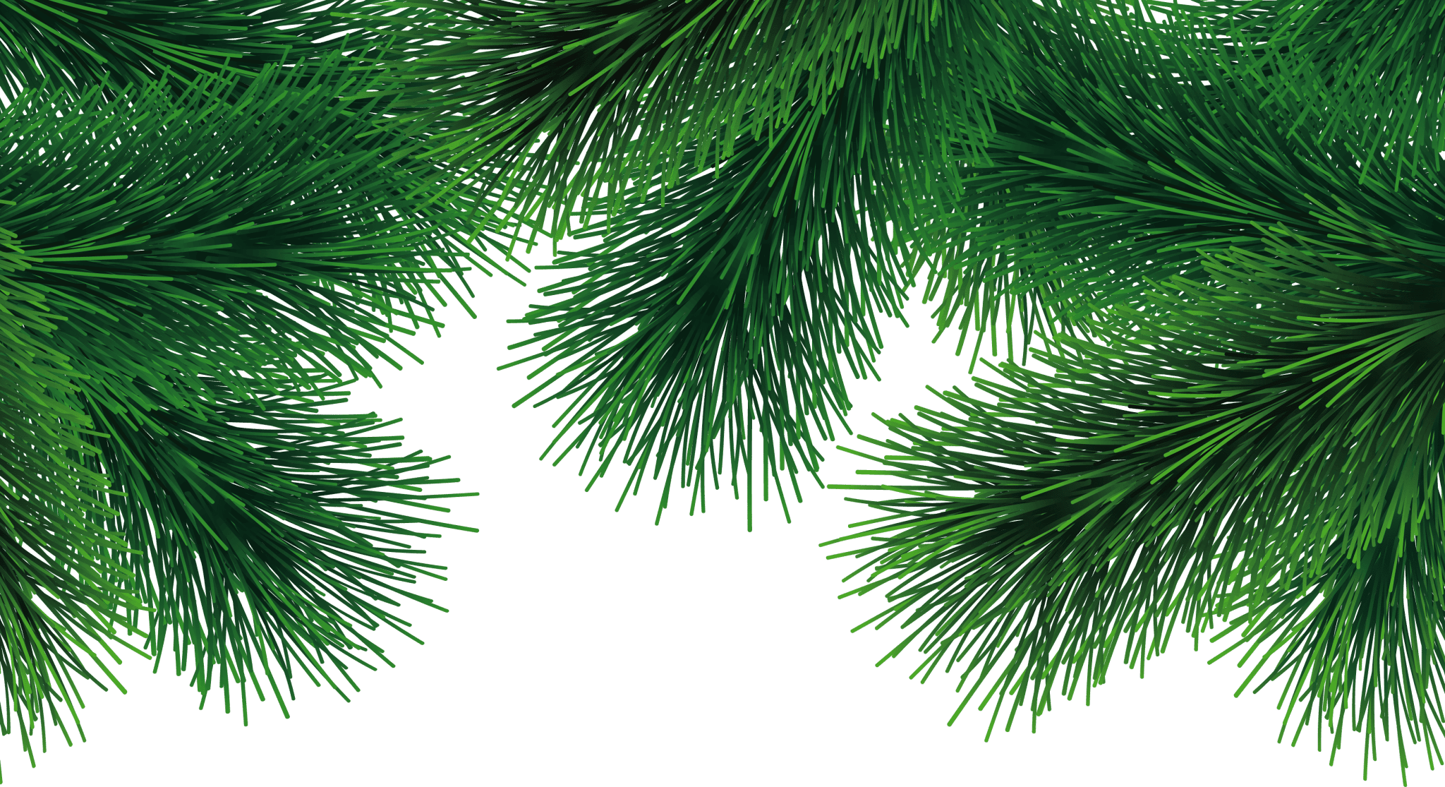 Fir Tree Png3696 Half - White Pine (2048x1115), Png Download