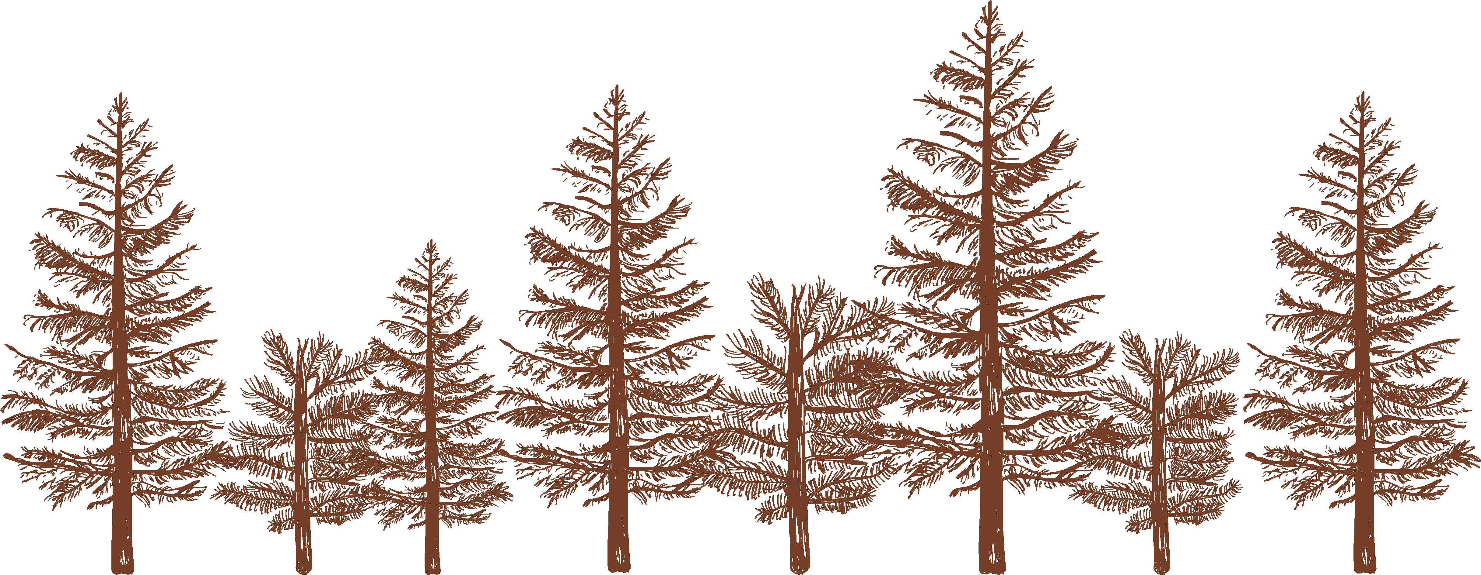 Each Starts A New Chapter In Your Life And Each Is - White Pine (5000x1917), Png Download