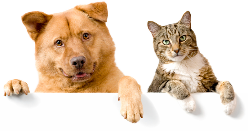 Domestic Cat And Dog (800x423), Png Download