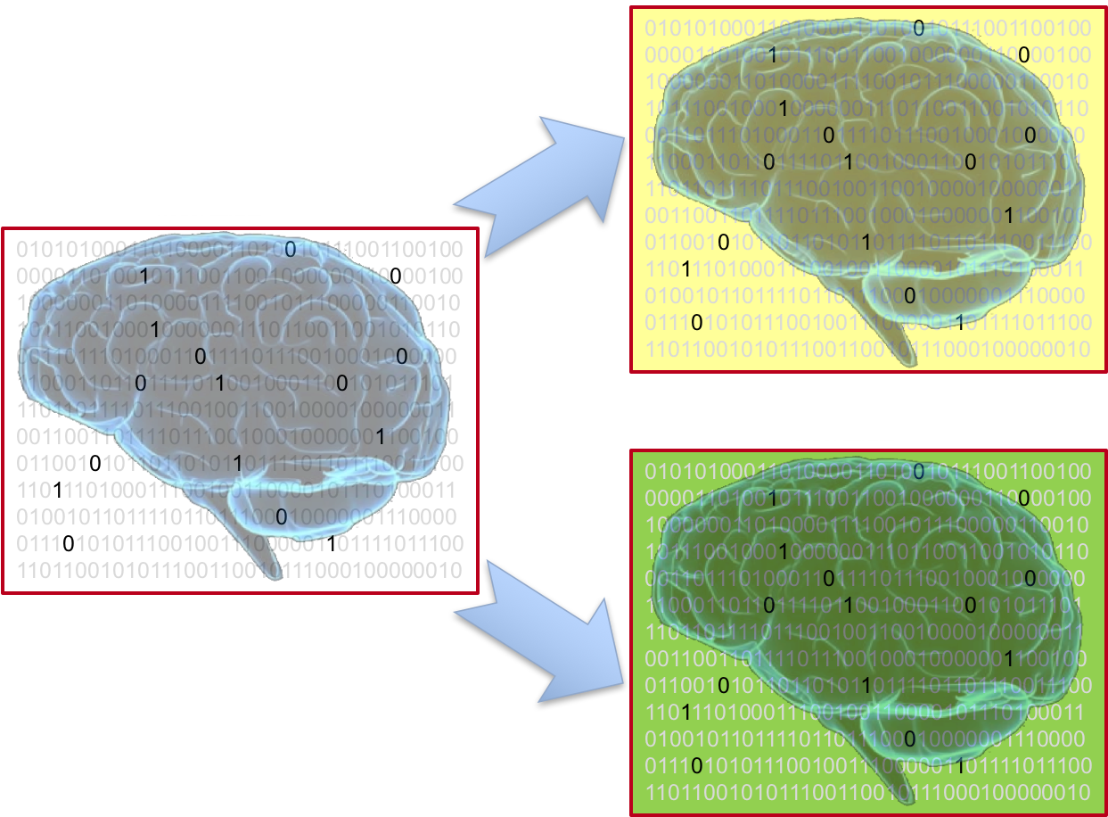 No Two Brains Are Alike - Brain (1375x916), Png Download