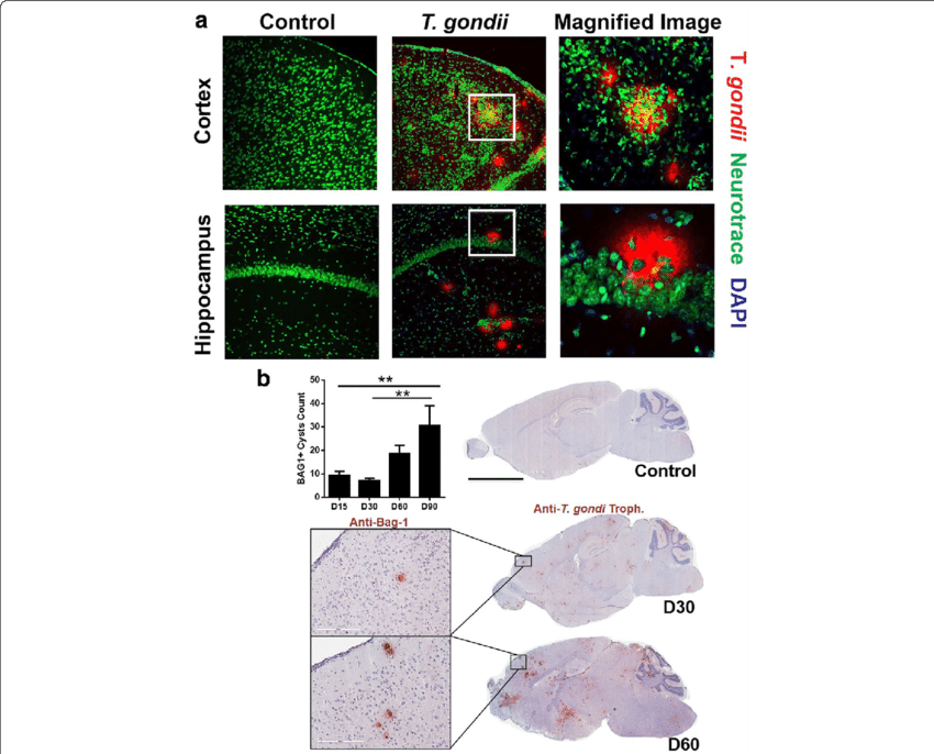 Gondii Associated With Neurons In The Brain - Circle (850x686), Png Download