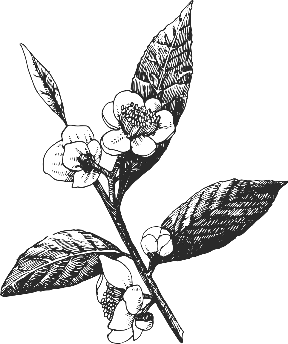 Jasmine Flower Drawing - Rosa Glauca (964x1151), Png Download