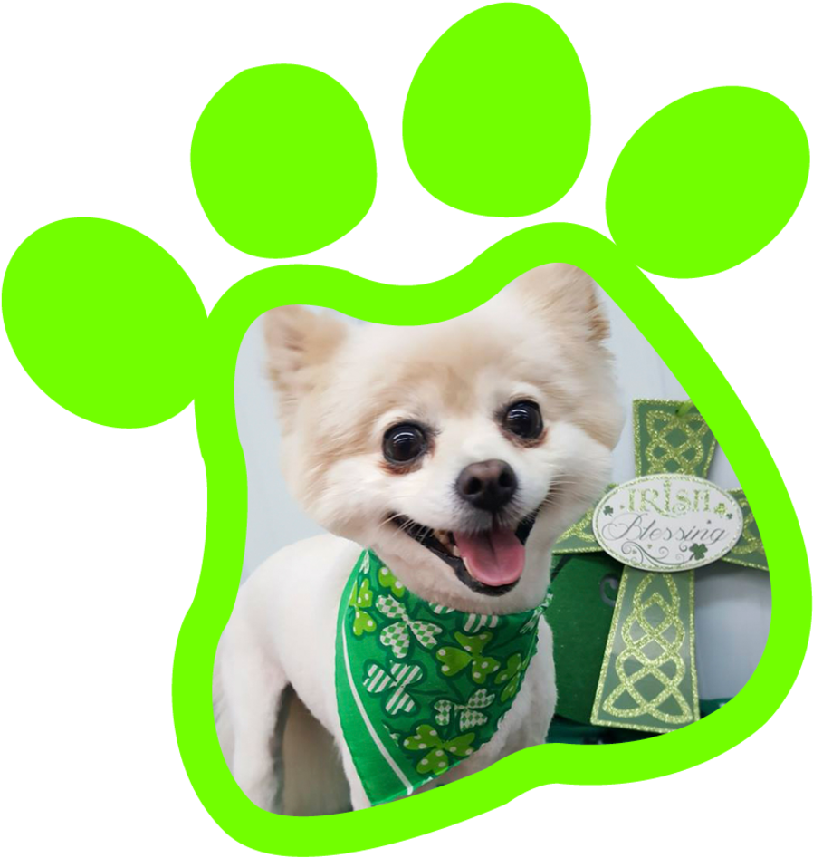 Paw Print Gallery20180315 19177 10kru5n - Companion Dog (960x960), Png Download