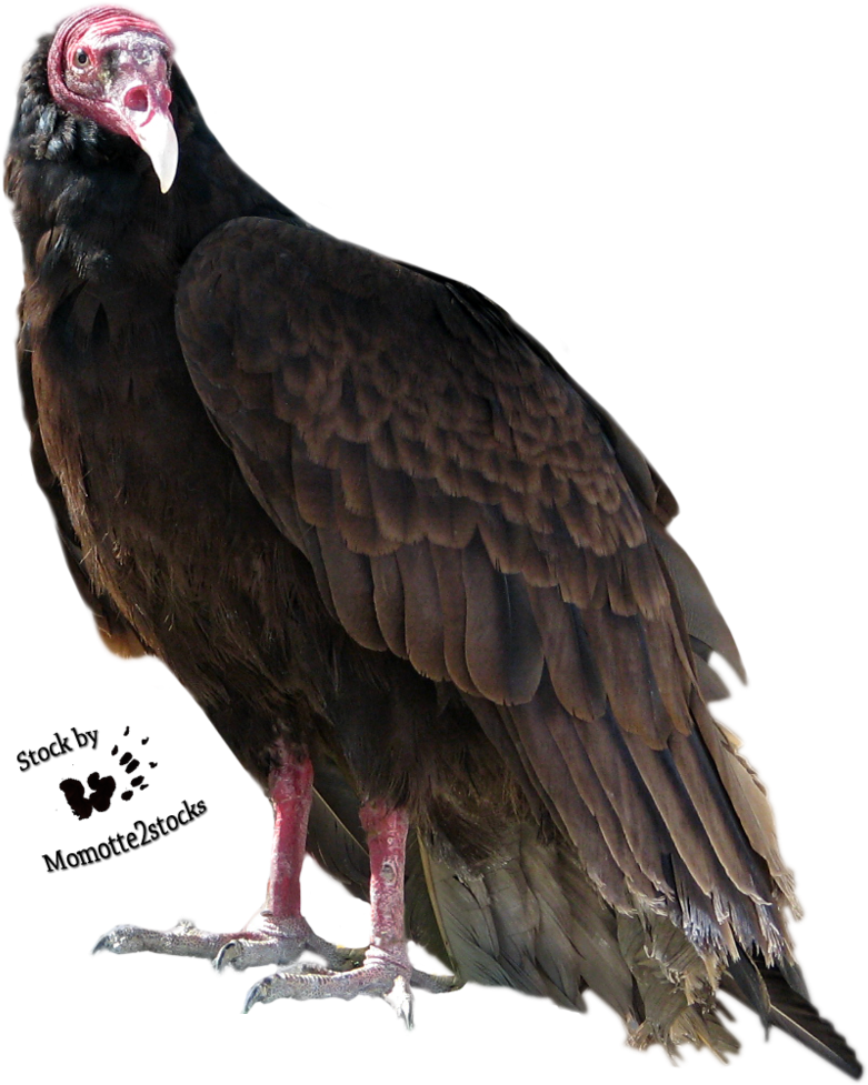 Turkey Bird Png High-quality Image - Turkey Vulture Transparent Background (805x993), Png Download