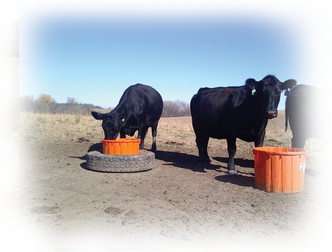 Let's Work Together To Proactively Ensure We Optimize - Bull (1131x858), Png Download