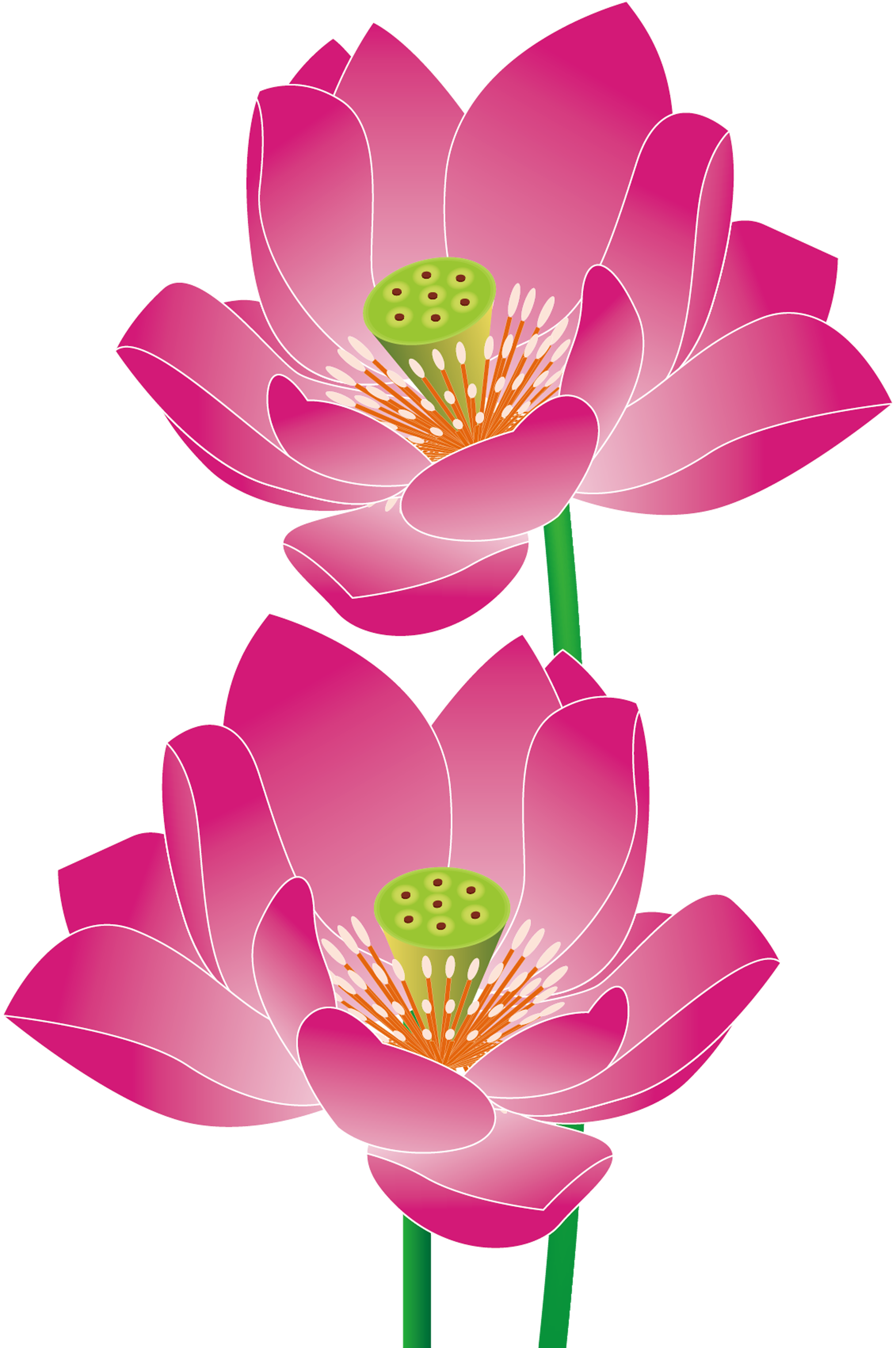 Nelumbo Nucifera Euclidean Vector - Chinese Lotus Vector (2262x3404), Png Download