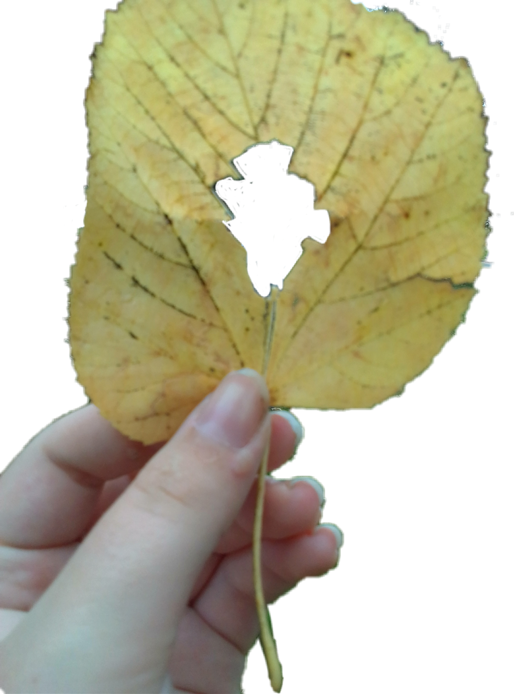 Report Abuse - Flower (1024x1382), Png Download