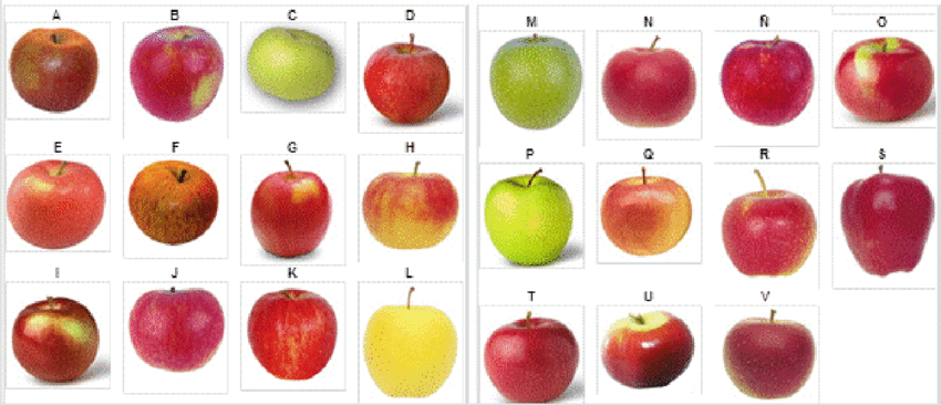 Variedades De Manzana (850x366), Png Download