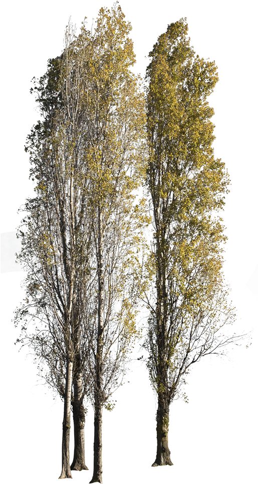 Populus Nigra Group Autumn (514x1000), Png Download