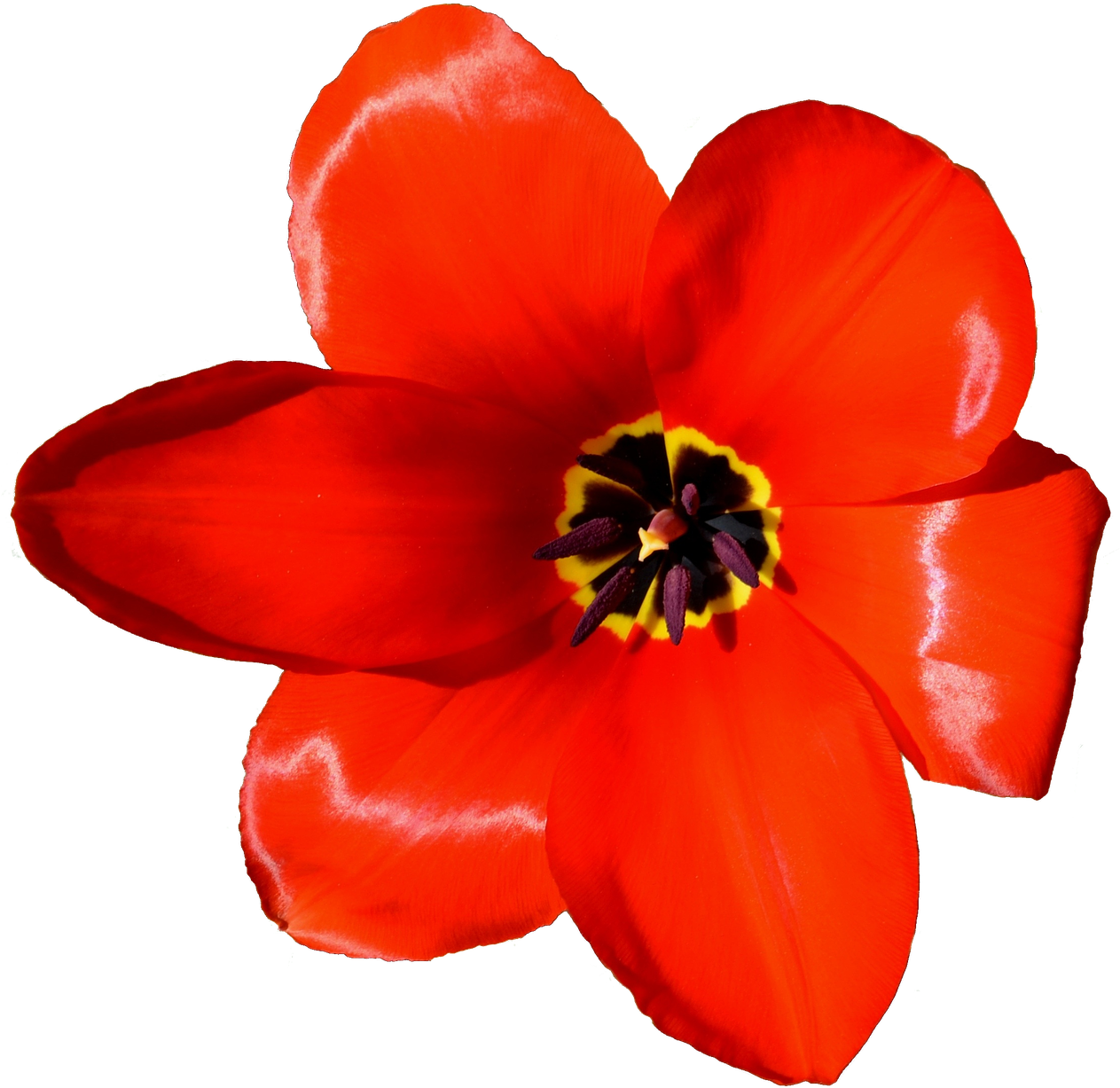 Flower Tulip Petal Microsoft Powerpoint Presentation - Цветы Картинки В Презентацию (1263x1227), Png Download