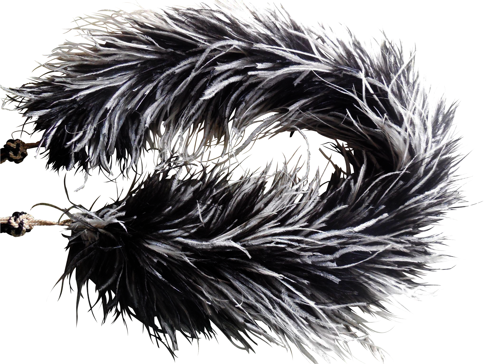 Rare Victorian Ostrich Iron Gate Antiques Ruby - Hog Nosed Skunk (2043x2043), Png Download