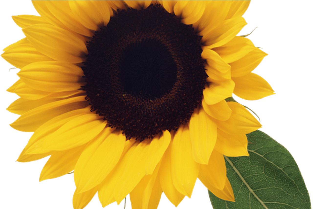 Sunflower Border Clipart Free Clipart Images Clipartix - Transparent Background Sunflower Clip Art (1368x855), Png Download