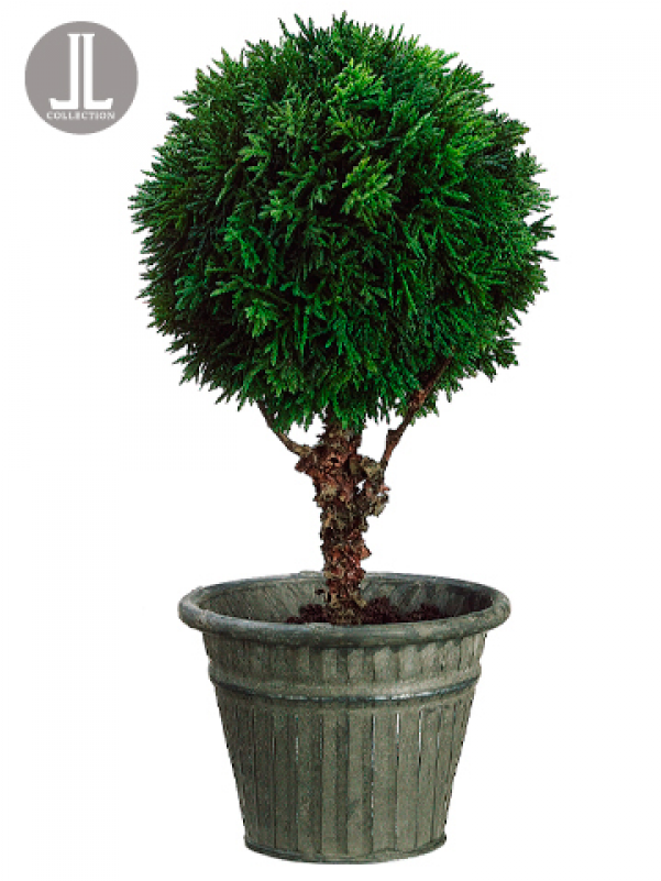 13" Cedar Ball Topiary In Tin Pot Green - Bonsai (800x800), Png Download