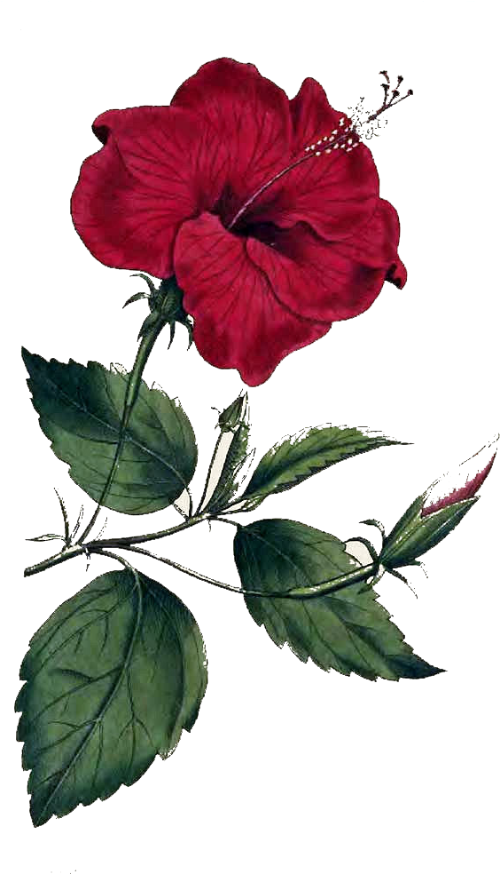 Flower Png Image - Hibiscus Rosa Sinensis Drawing (598x1000), Png Download