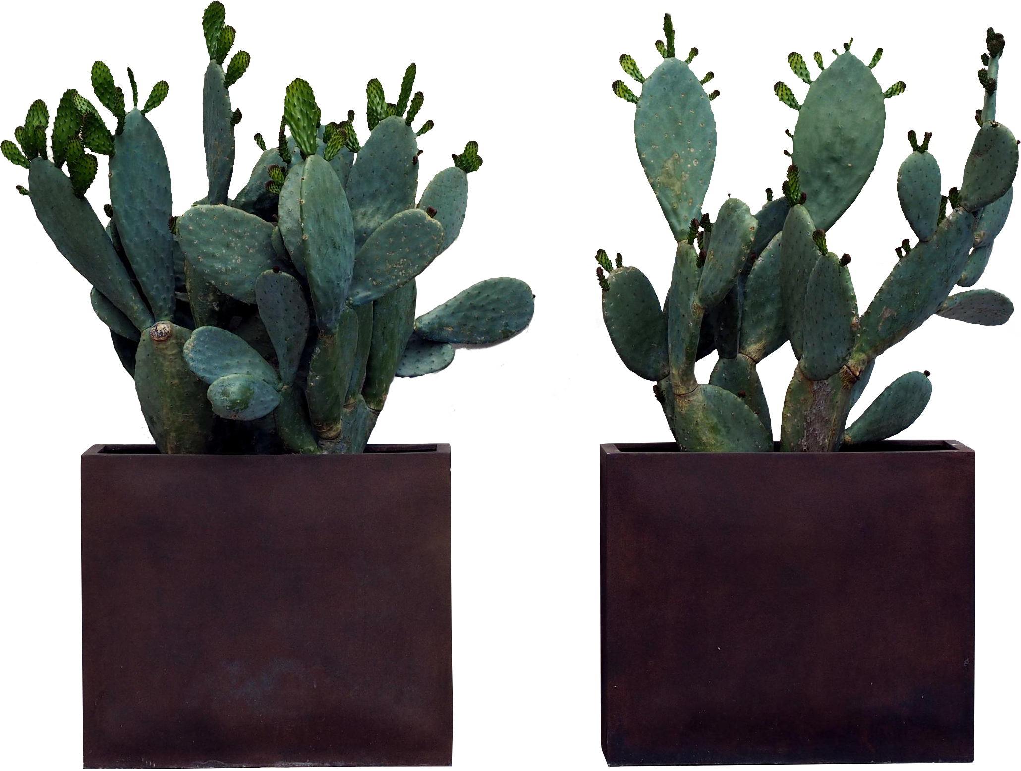 Download - Eastern Prickly Pear (2060x1556), Png Download