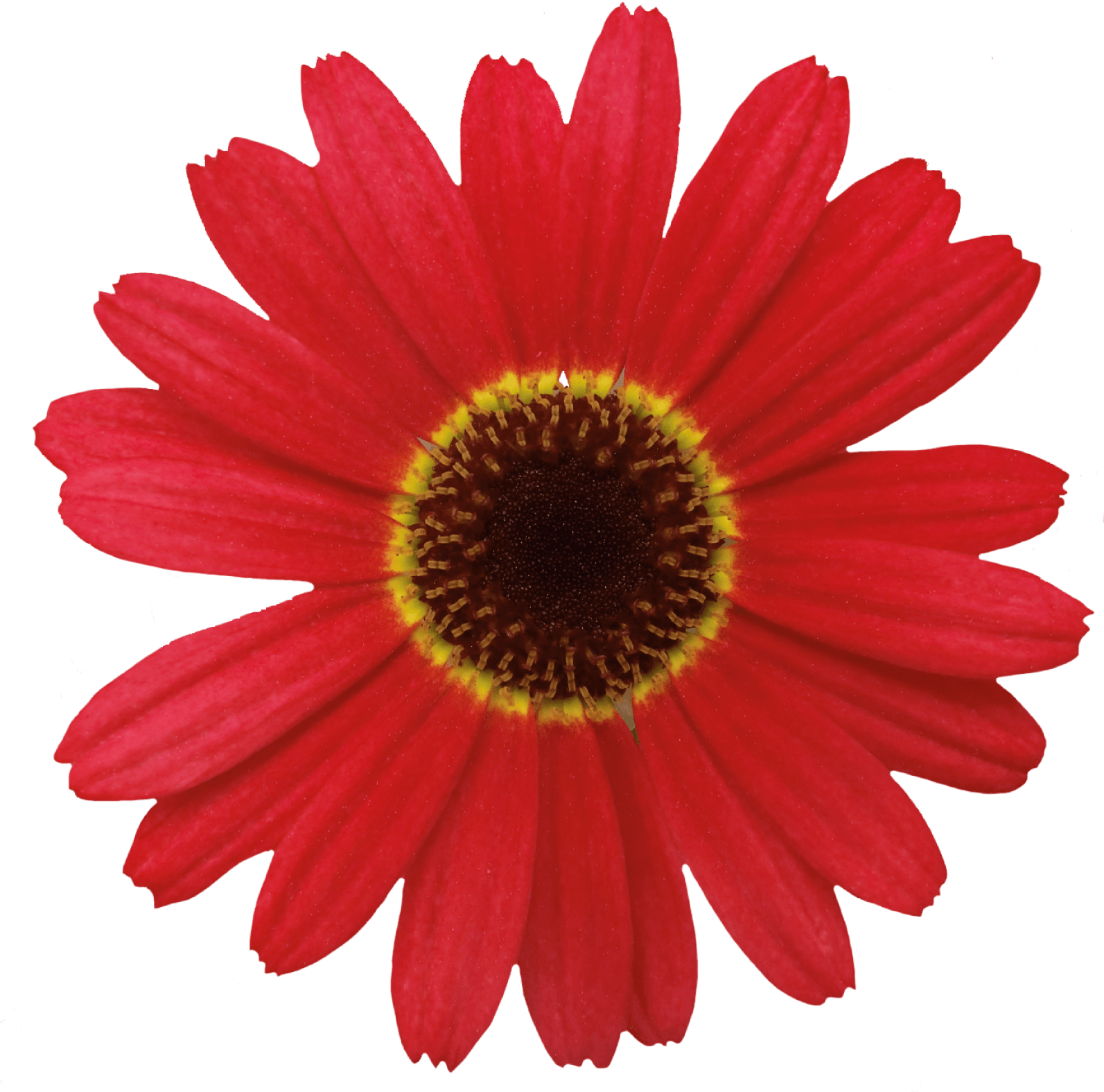 Click - Spike’s Auto Care & Tire (1840x2316), Png Download