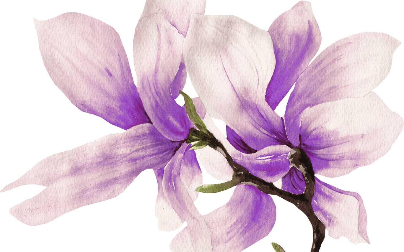 Hand Painted Purple Magnolia Flower Png Transparent - Transparent Magnolia (1368x855), Png Download
