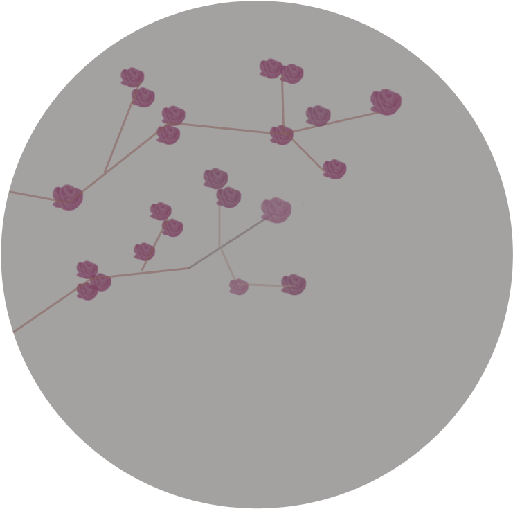 Rosas, Centifolias, Y Flor De Manzano - Circle (850x805), Png Download