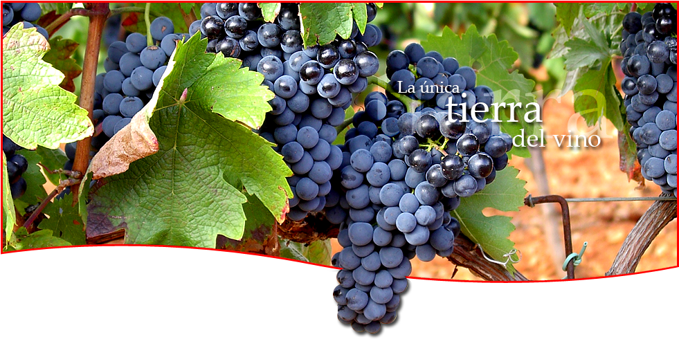 History - Seedless Fruit (980x515), Png Download