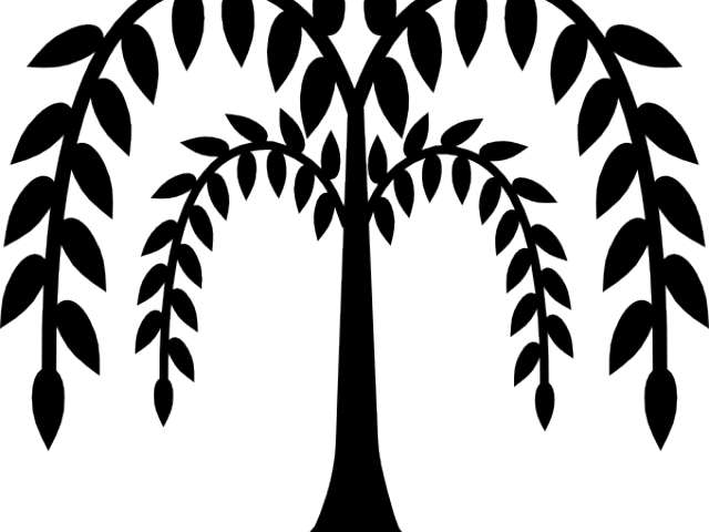 Plant Clipart Tree - Weeping Willow Clipart (640x480), Png Download