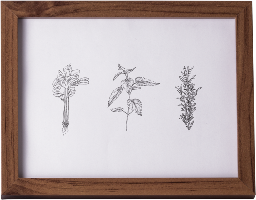 Element Herb Associations - Picture Frame (1000x1002), Png Download