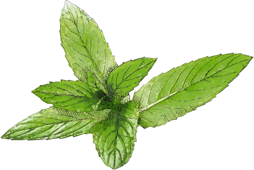 Beauty And Health - Feuille Menthe Png (1100x660), Png Download