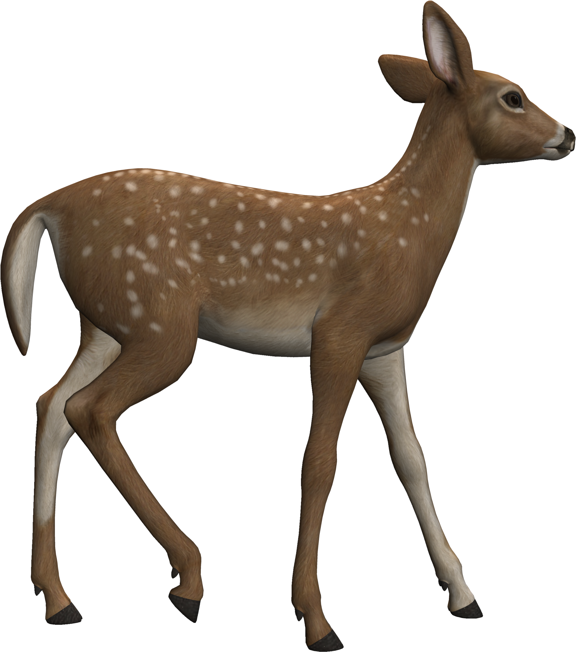 Fawn Looking Back - White-tailed Deer (4000x3000), Png Download