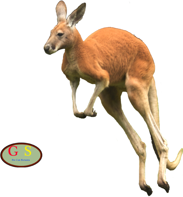 Kangaroe 1, Kangaroe 2, Kangaroe 3 - Roe Deer (1000x800), Png Download