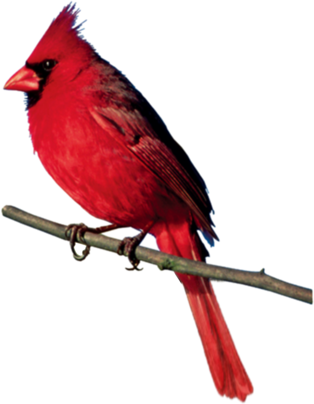 Фото, Автор Хан Надежда На Яндекс - Northern Cardinal (639x800), Png Download