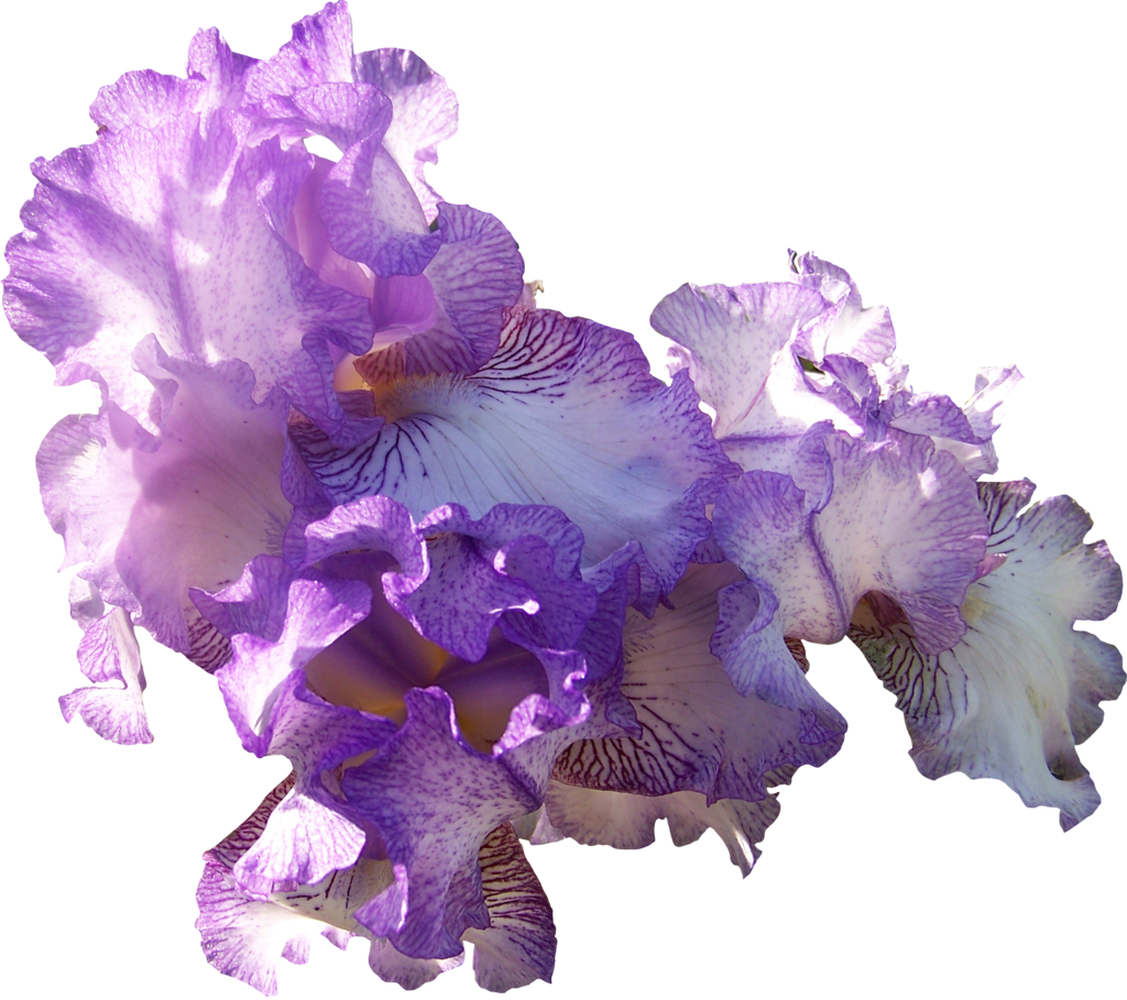 Light Purple Iris - Light Purple Flower Transparent (1024x909), Png Download