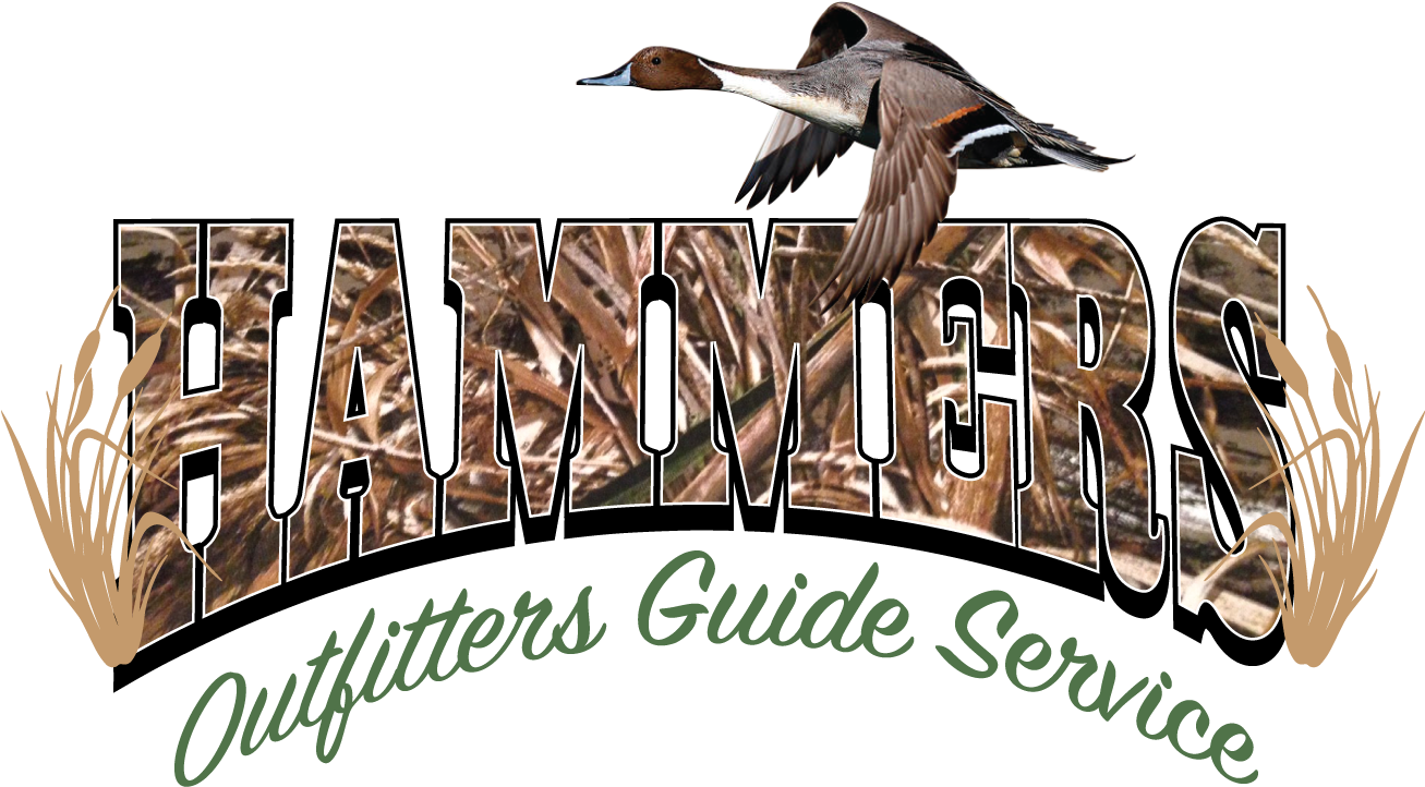 Pintail (1306x770), Png Download