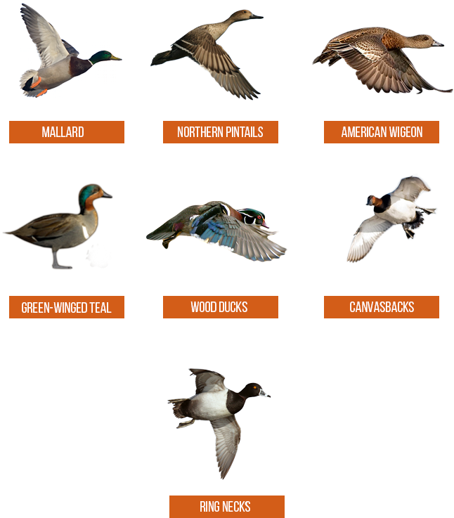 Primary - Seabird (678x771), Png Download