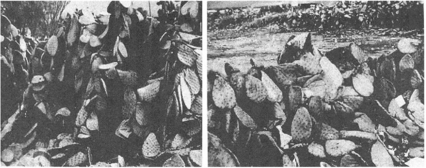 Daños Ocasionados En Plantas De Nopal Por Efecto De - Monochrome (850x392), Png Download