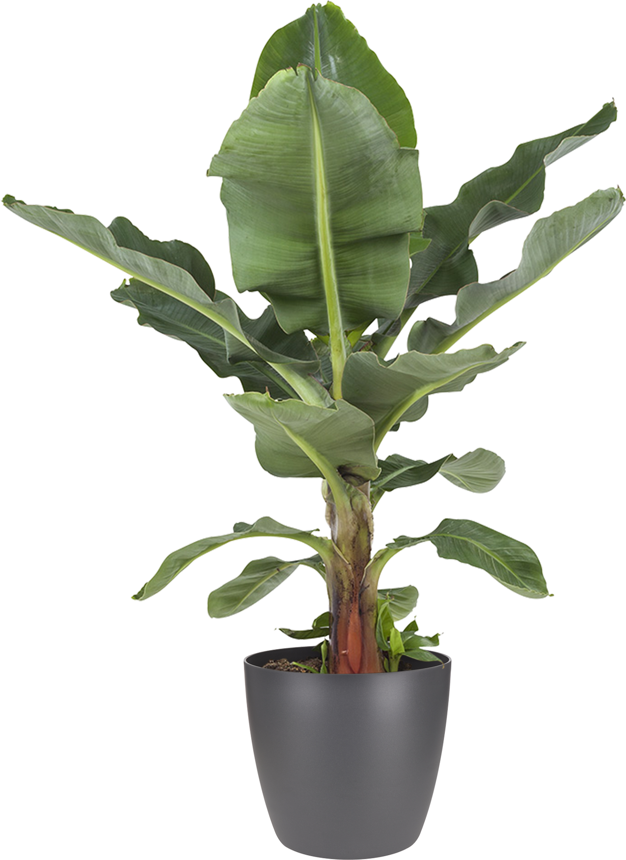 Details About Botanicly - Bananenplant Kopen (1996x1996), Png Download