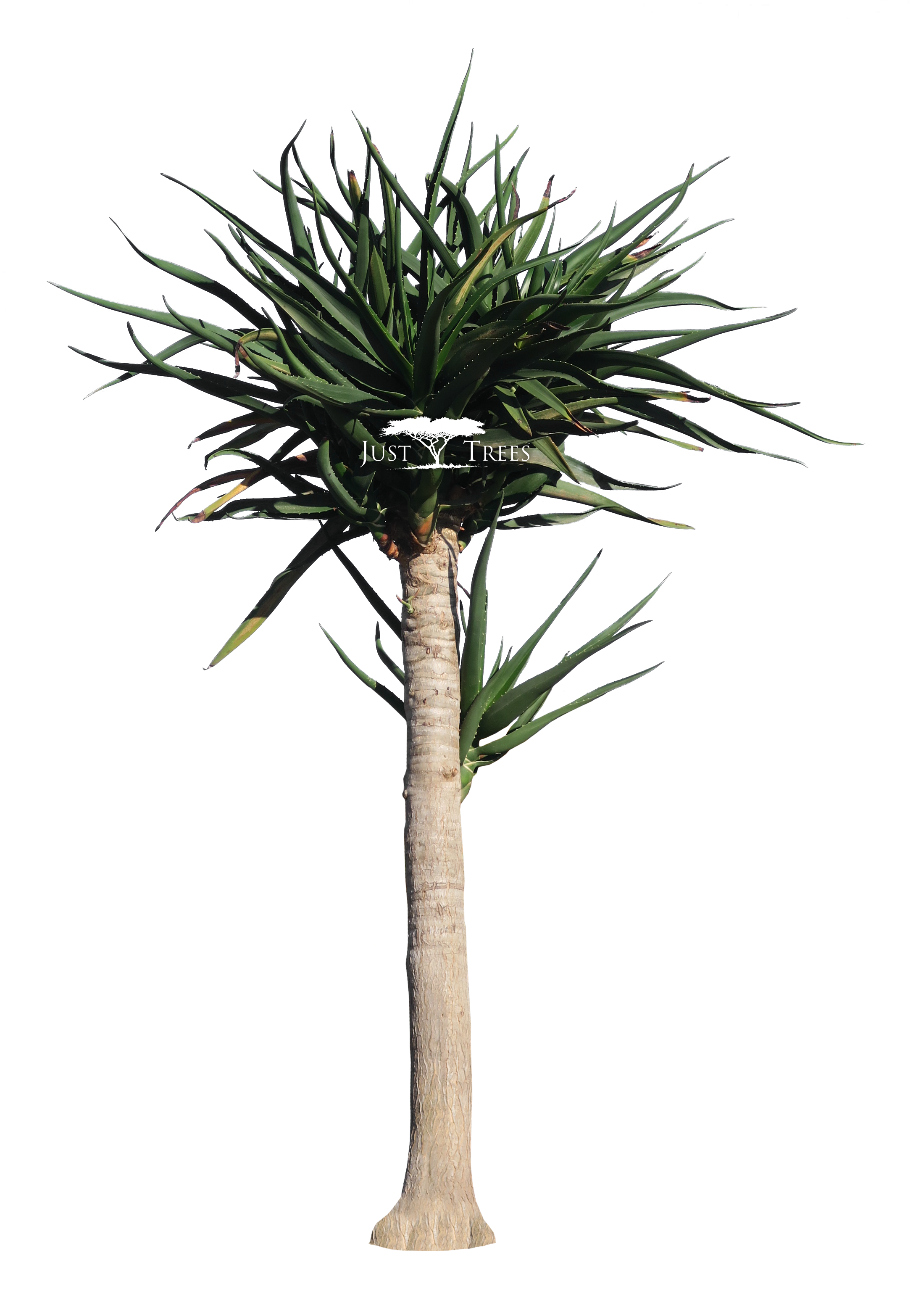 2172 X 3163 3 - Tree Aloe Png (2172x3163), Png Download