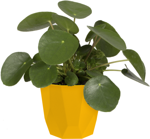 Home > Collection > B - Flowerpot (750x750), Png Download