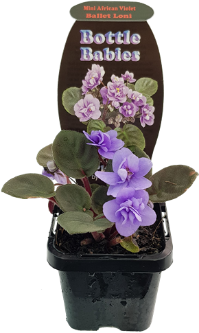 70mm Various Terrarium Plants - African Violets (800x800), Png Download